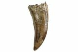 Tyrannosaur Tooth - Judith River Formation, Montana #93728-1